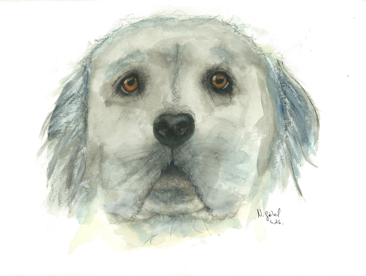 Fine Art Print nach dem Aquarell „Zutrauen“ von Nicole Göbel: weißer Hund mit orangebraunen Augen in kühlem Grau und Blau